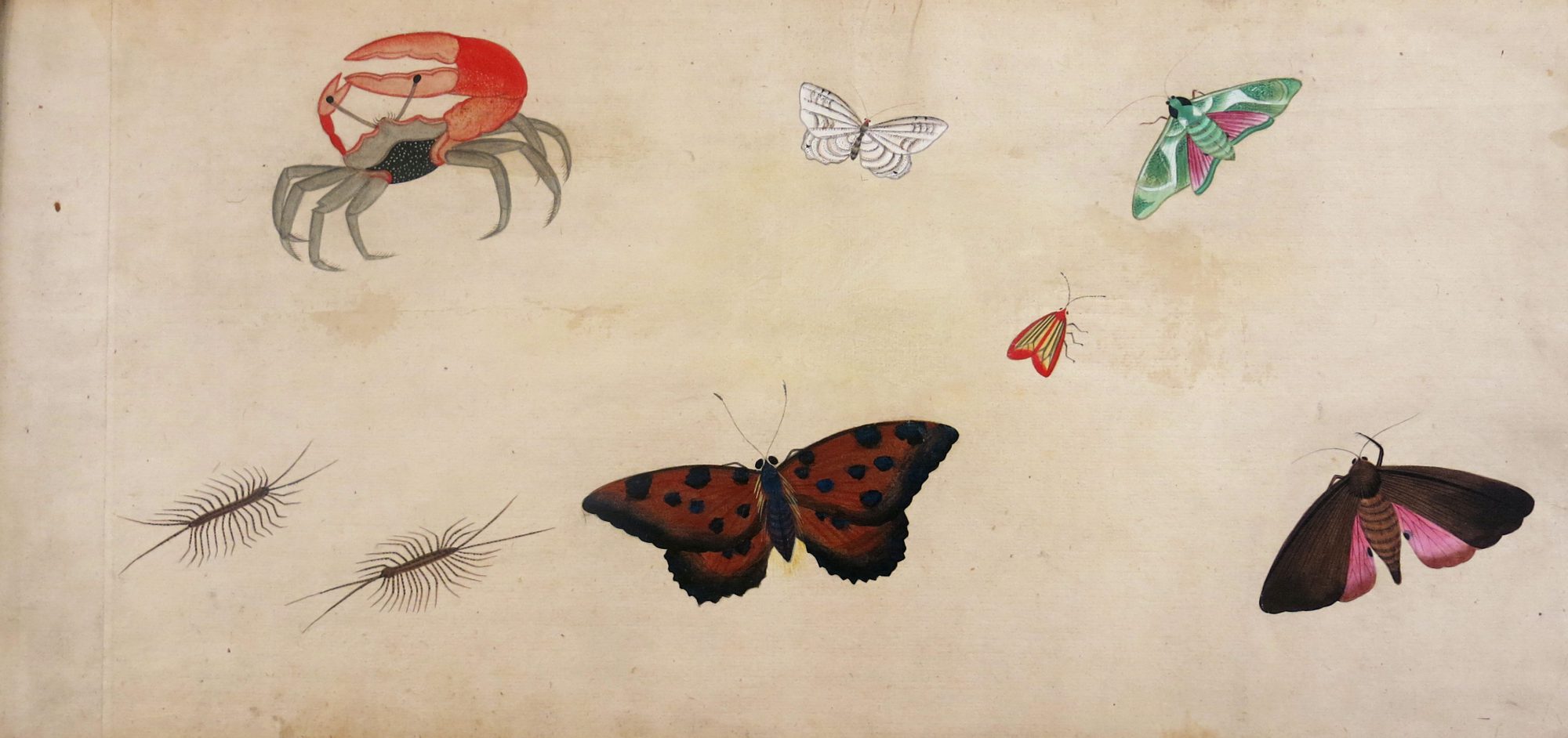 Crabe, papillons, mille-pattes, scarabées. Dessin original en couleurs, sans nom d’artiste. Encre sur papier